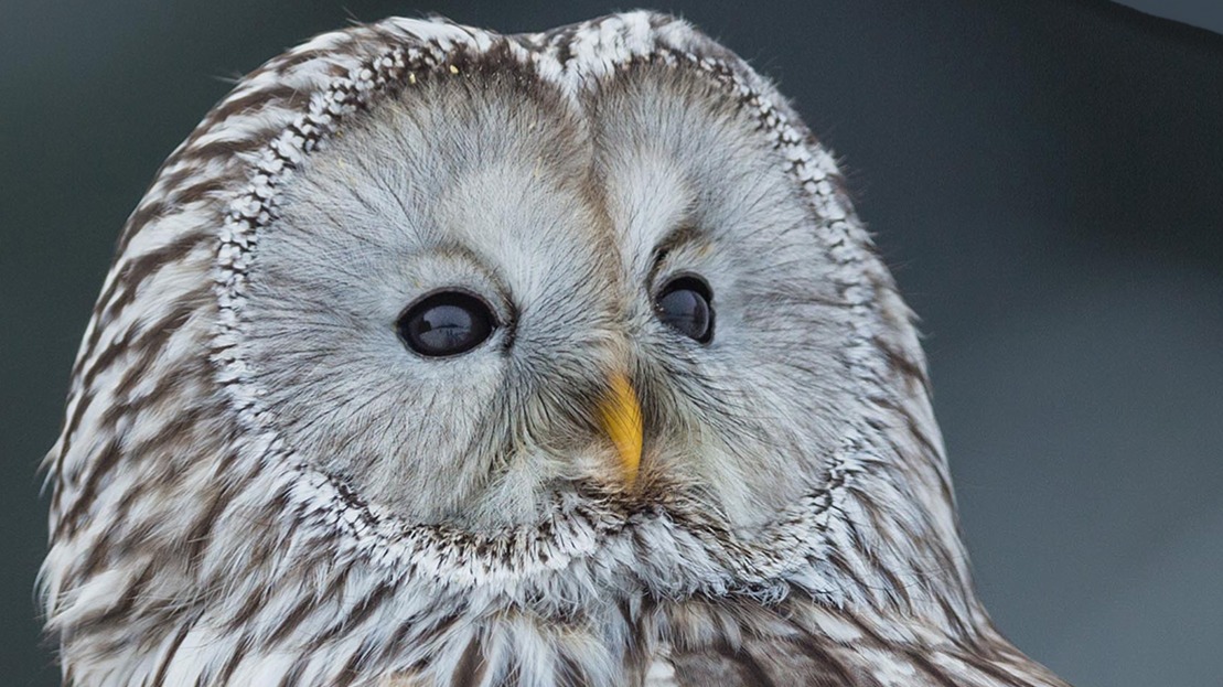 Dekbedovertrek Good Morning Bennie - Grey detail