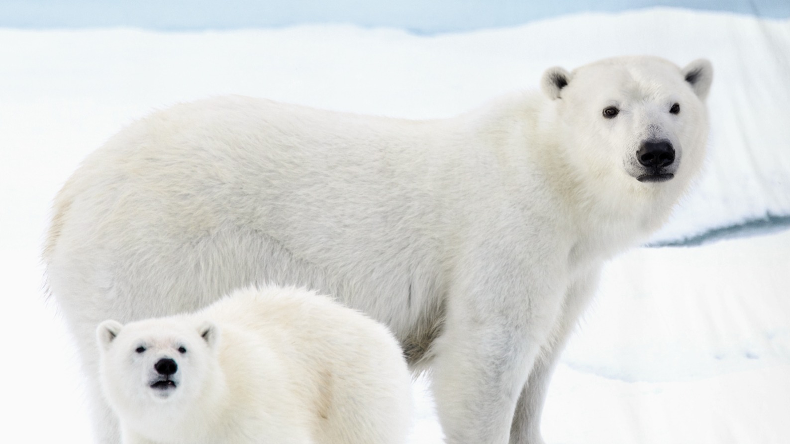 Dekbedovertrek Good Morning Care - Blue detail