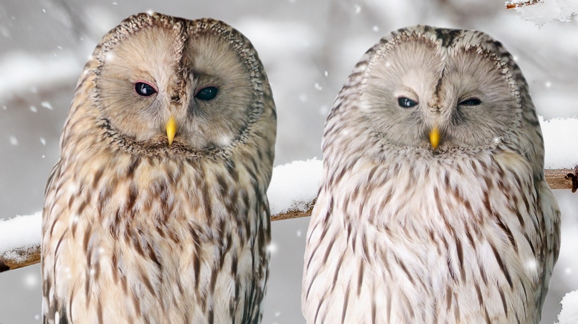 Dekbedovertrek Good Morning Febe - Grey detail