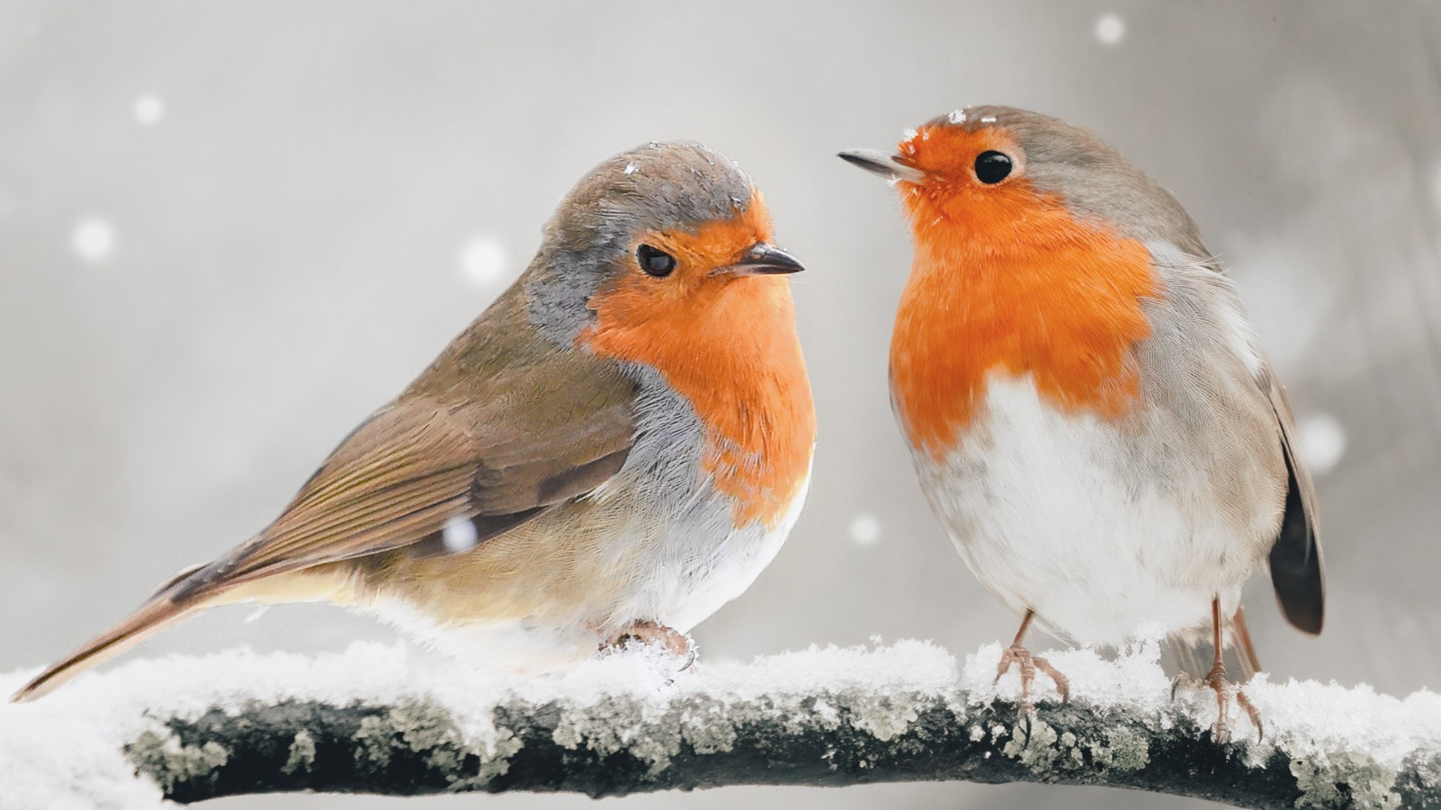 Dekbedovertrek Good Morning Greets - Grey detail