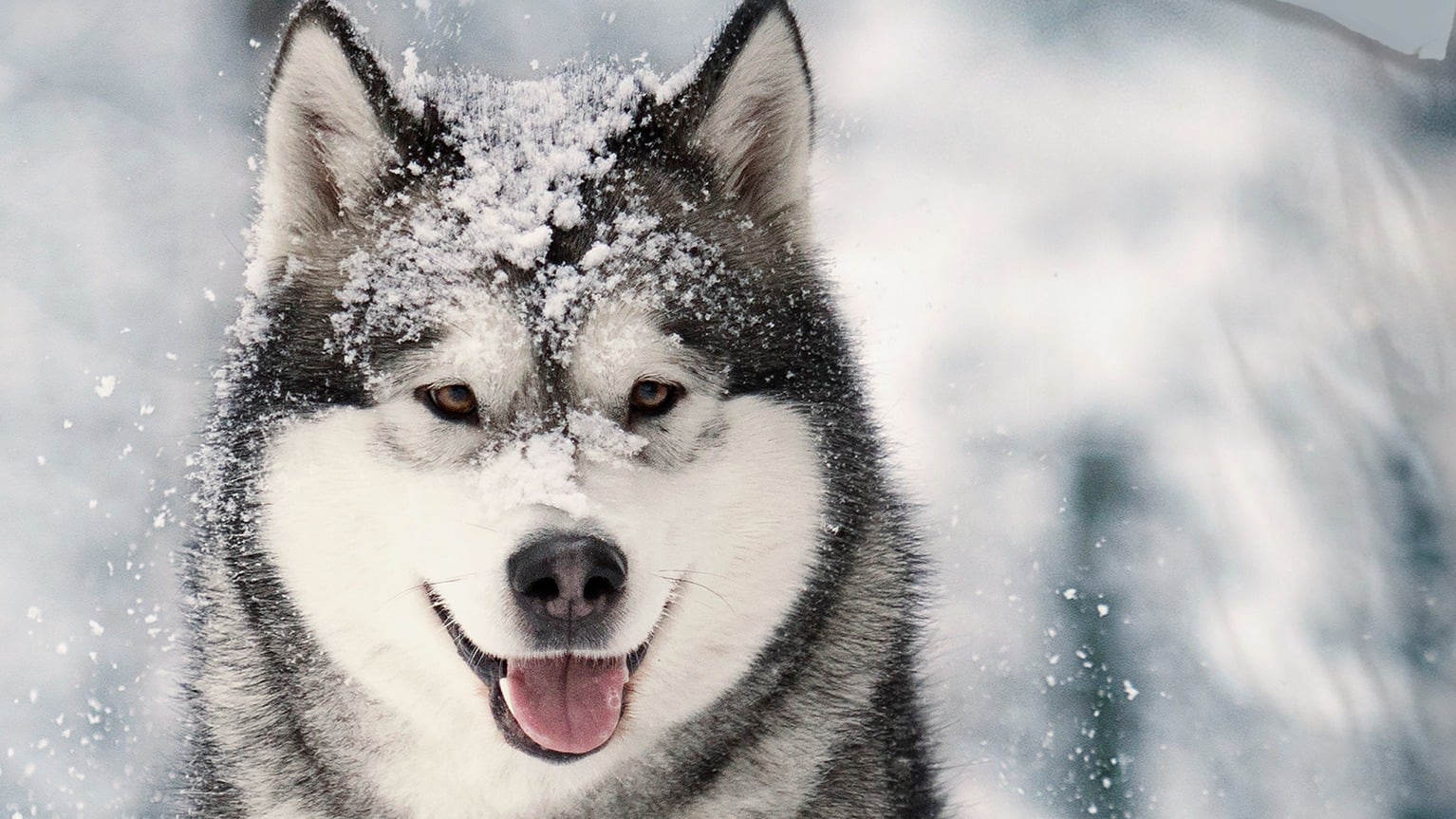 Dekbedovertrek Good Morning Husky - Grey detail