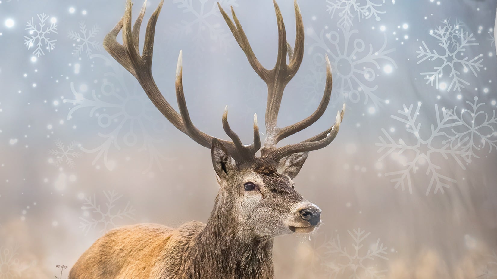 Dekbedovertrek Good Morning Jolly - Multi details