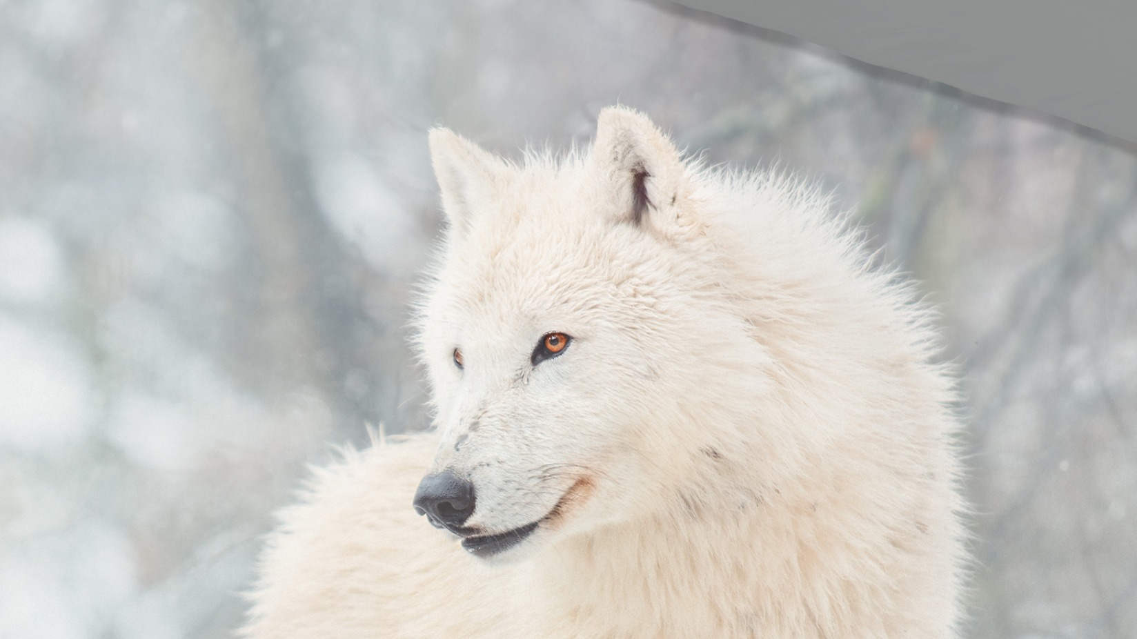 Dekbedovertrek Good Morning Julian - Grey details