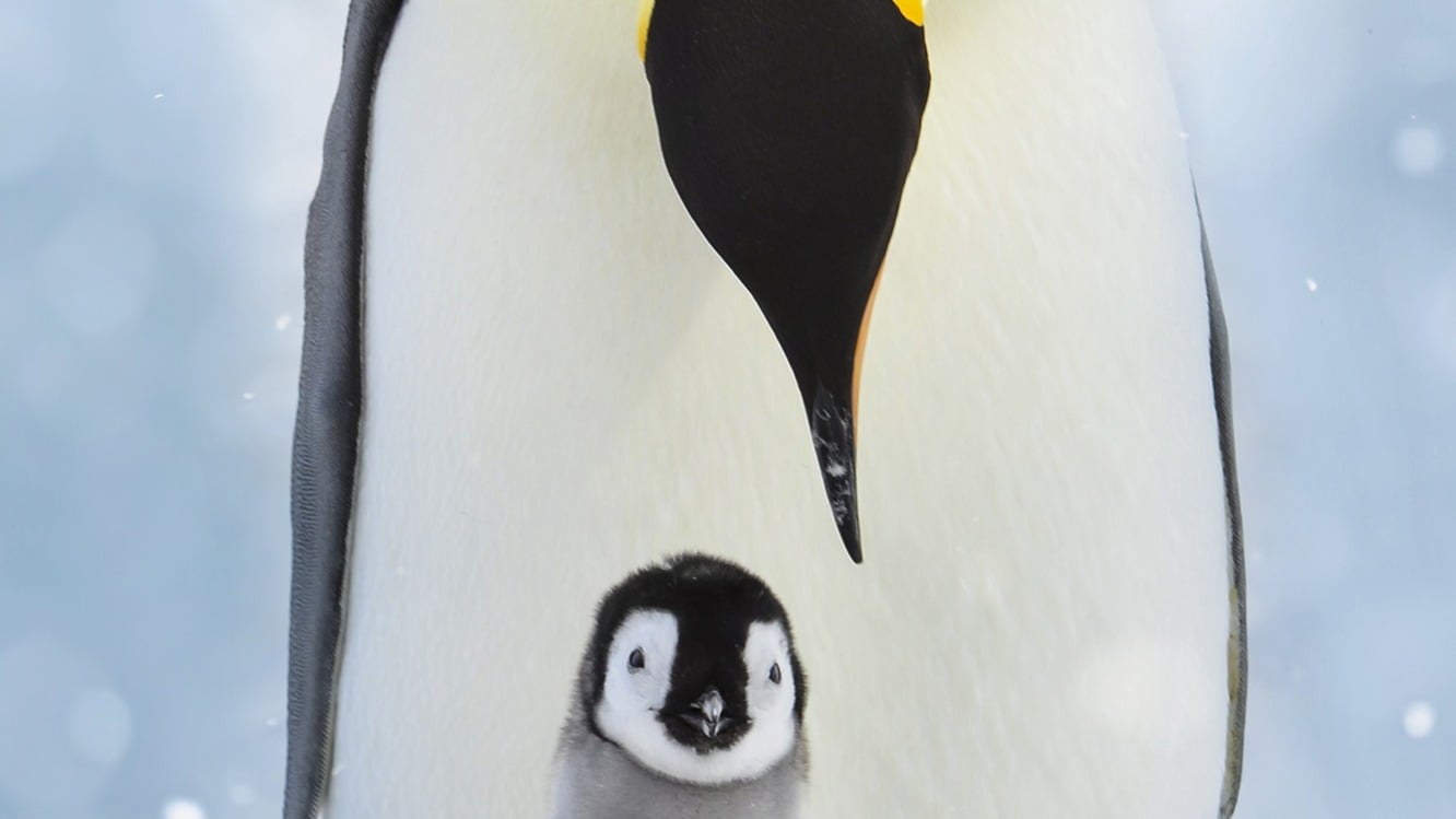 Dekbedovertrek Good Morning Pinga - Multi detail