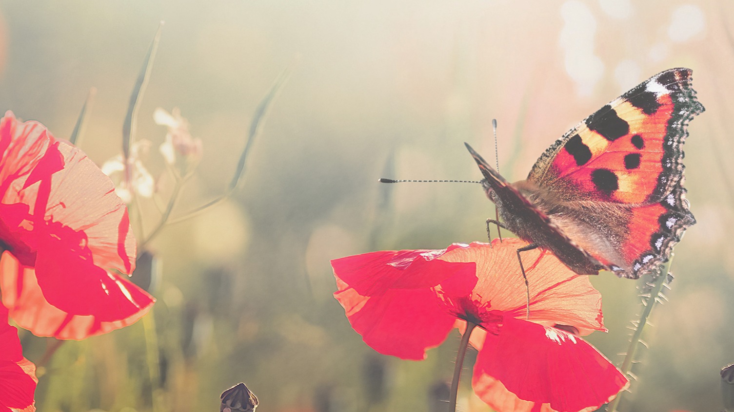 Dekbedovertrek Good Morning Poppies - Multi detail