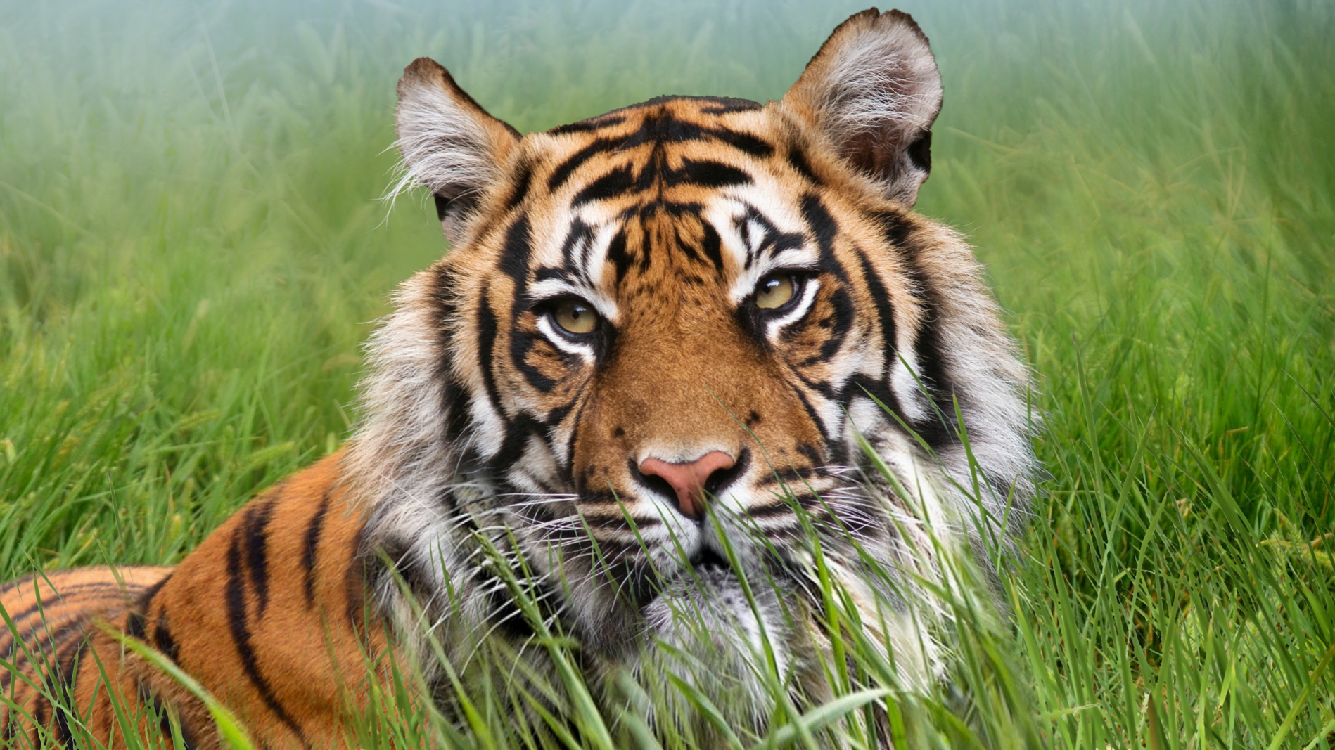 Dekbedovertrek Good Morning Silence - Multi details