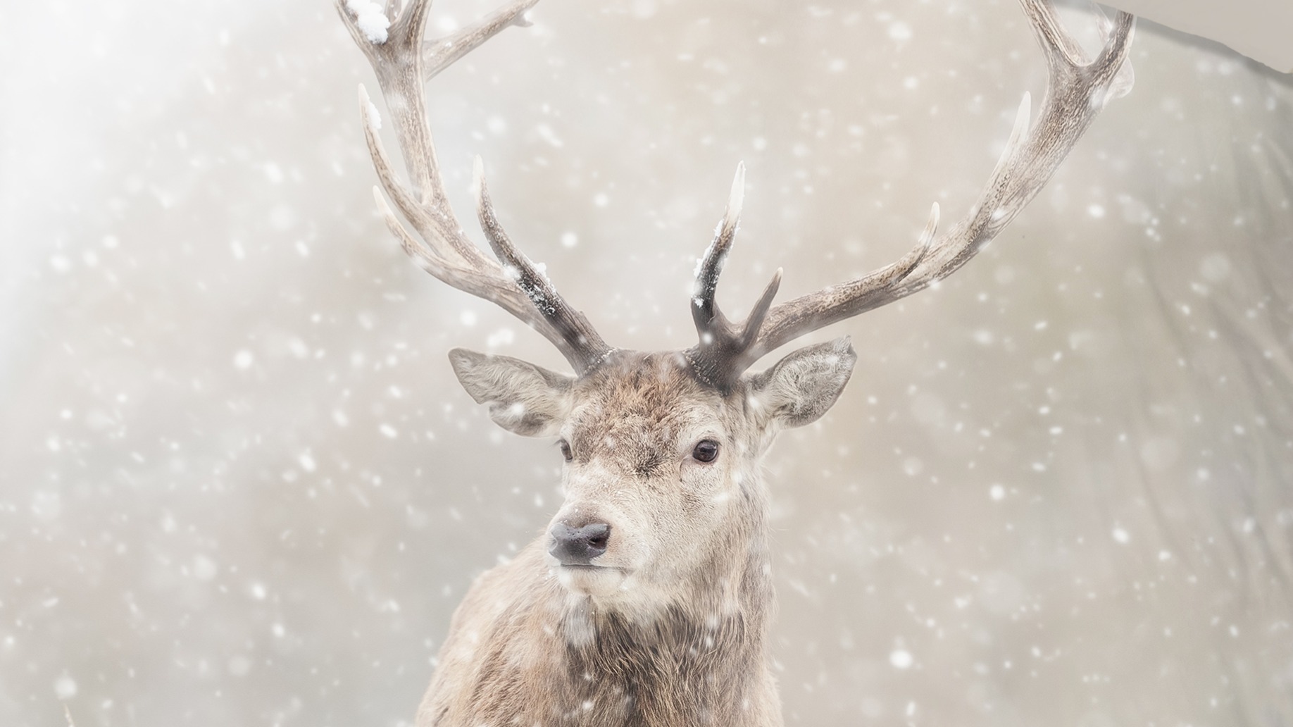 Dekbedovertrek Good Morning Snowydeer - Sand detail