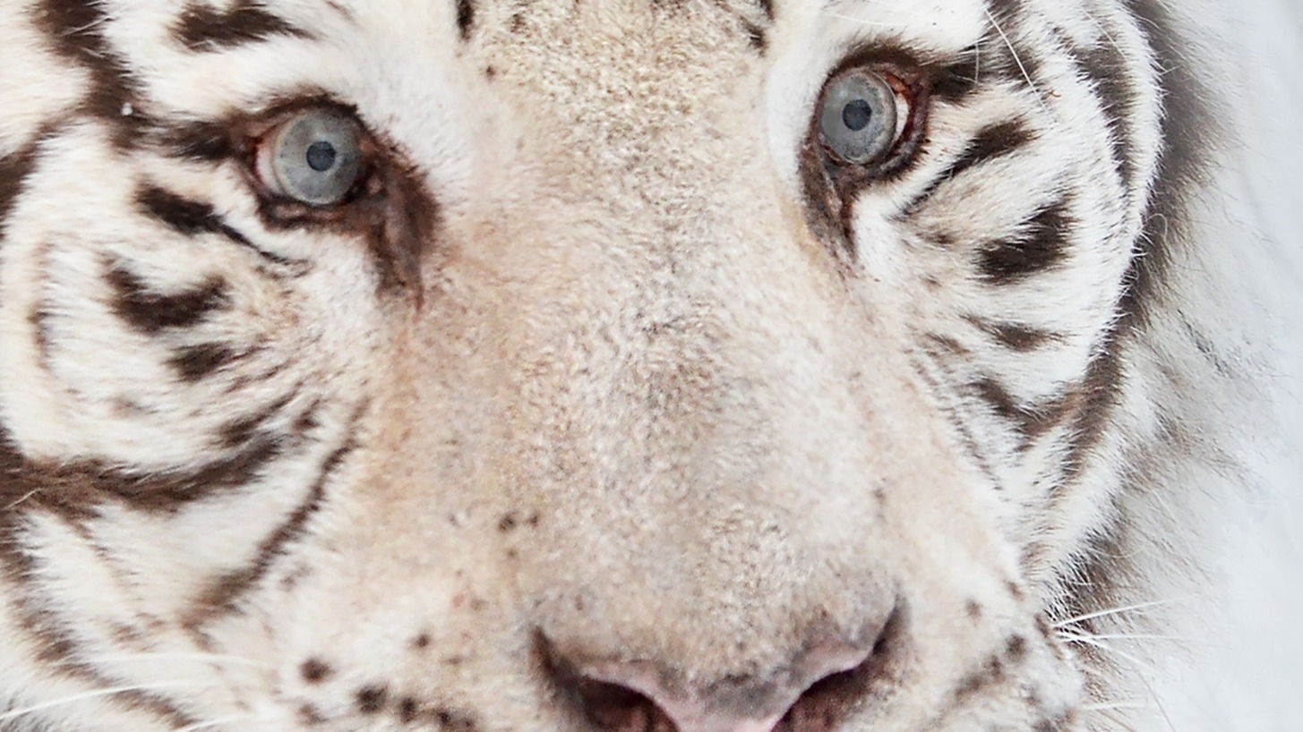 Dekbedovertrek Good Morning Thor - Off White detail