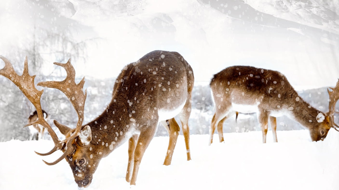 Dekbedovertrek Good Morning Winter - Sand detail