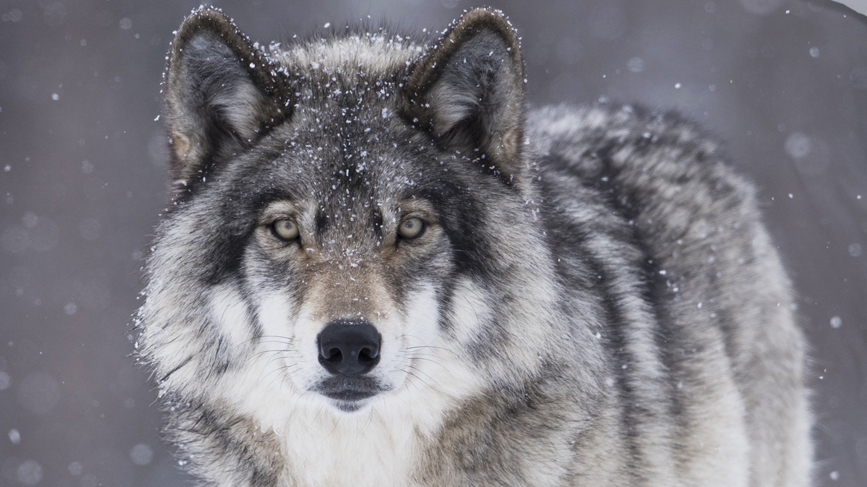 Dekbedovertrek Good Morning Wolfie - Grey detail