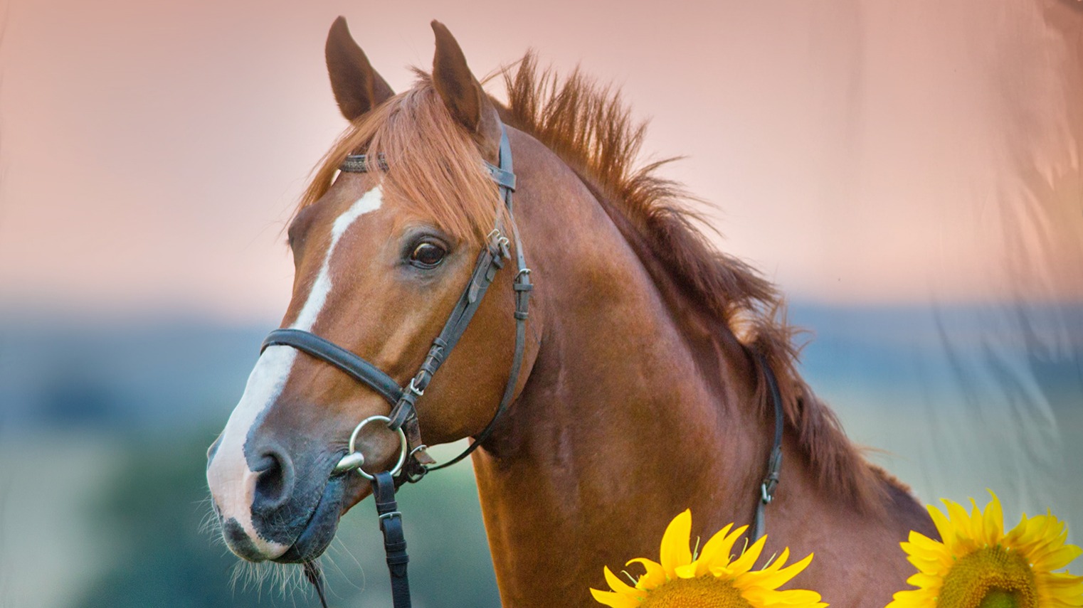 Dekbedovertrek Kids Good Morning Beauty - Multi detail