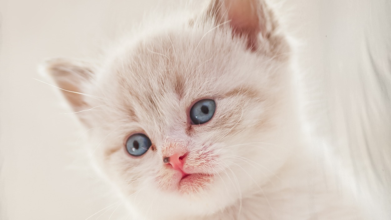 Dekbedovertrek Kids Good Morning Catty - Ecru detail