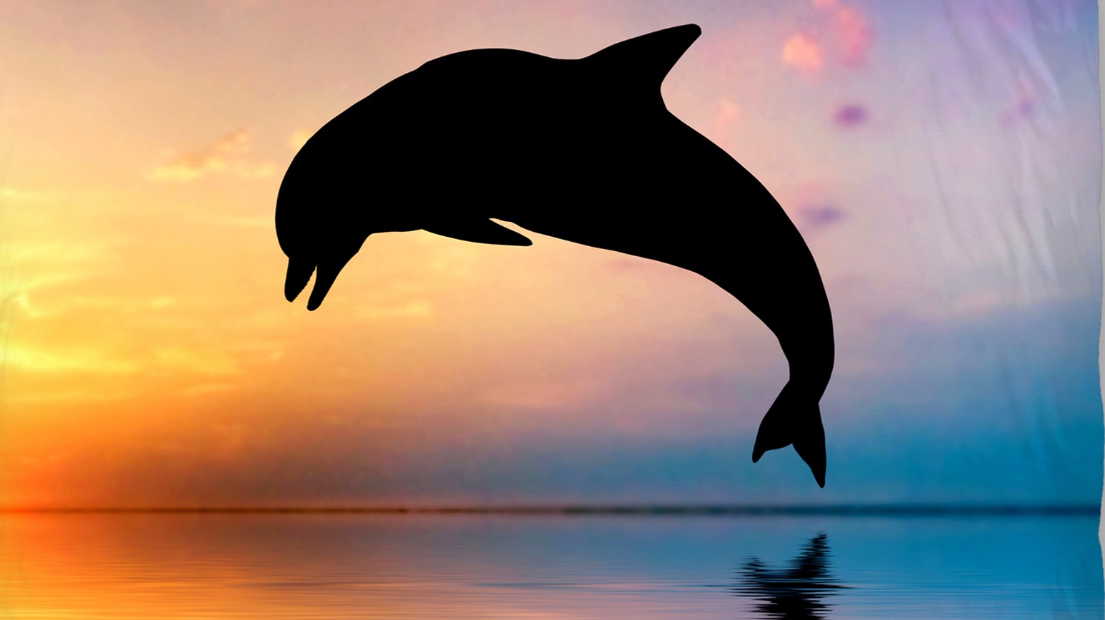 Dekbedovertrek Kids Good Morning Dolphin - Multi detail