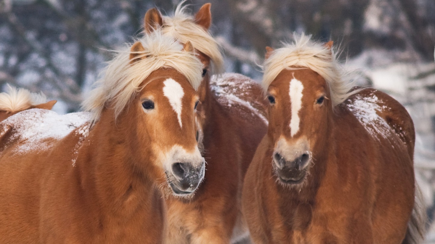 Dekbedovertrek Kids Good Morning Happy Horses - Multi detail