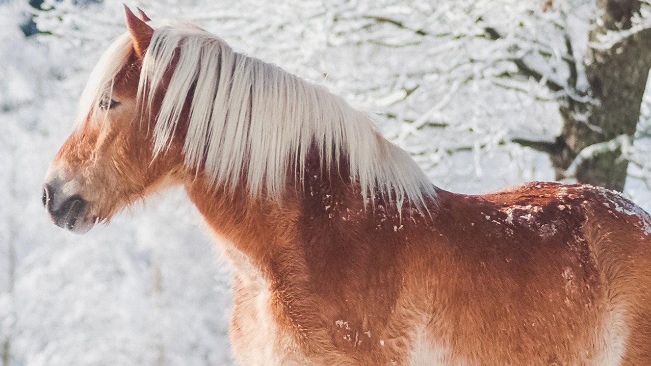 Dekbedovertrek Kids Good Morning Scarlet - Multi details