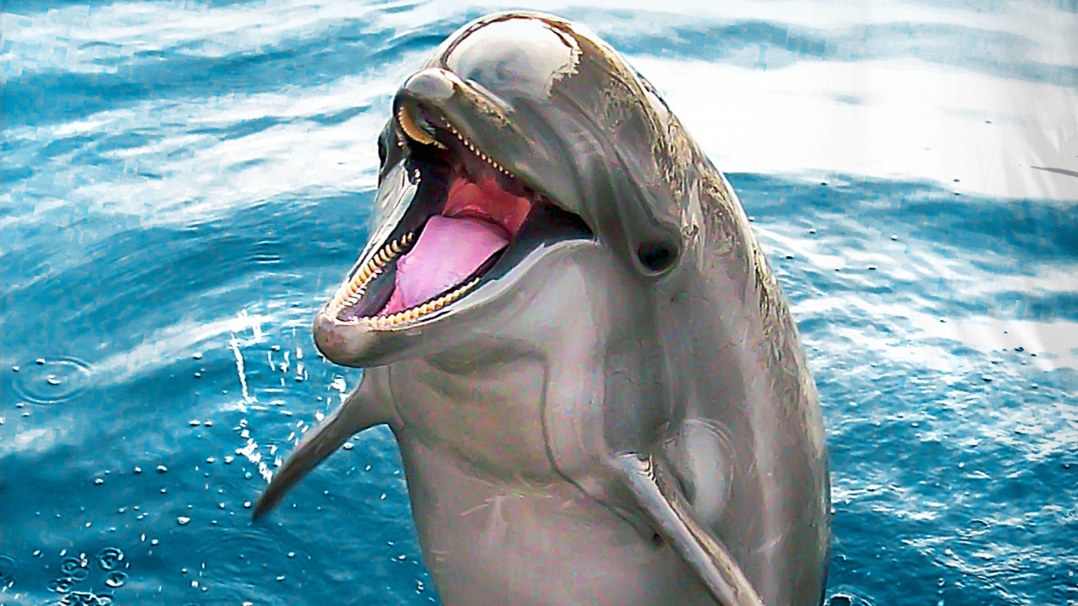 Dekbedovertrek Kids Good Morning Seaworld Jump - Blue detail