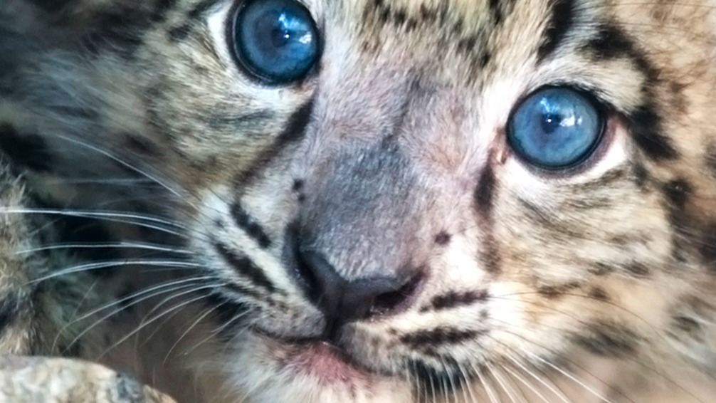 Dekbedovertrek Kids Pure Mascha - Multi detail