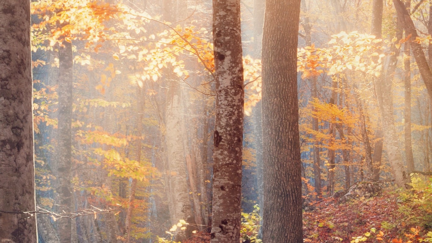 Dekbedovertrek Pure Autumn - Multi detail