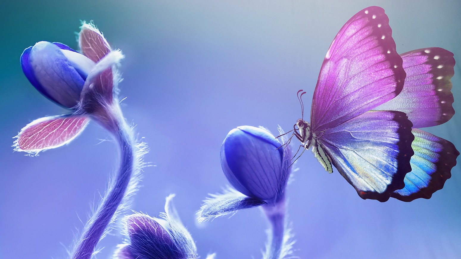 Dekbedovertrek Pure Davine - Multi detail