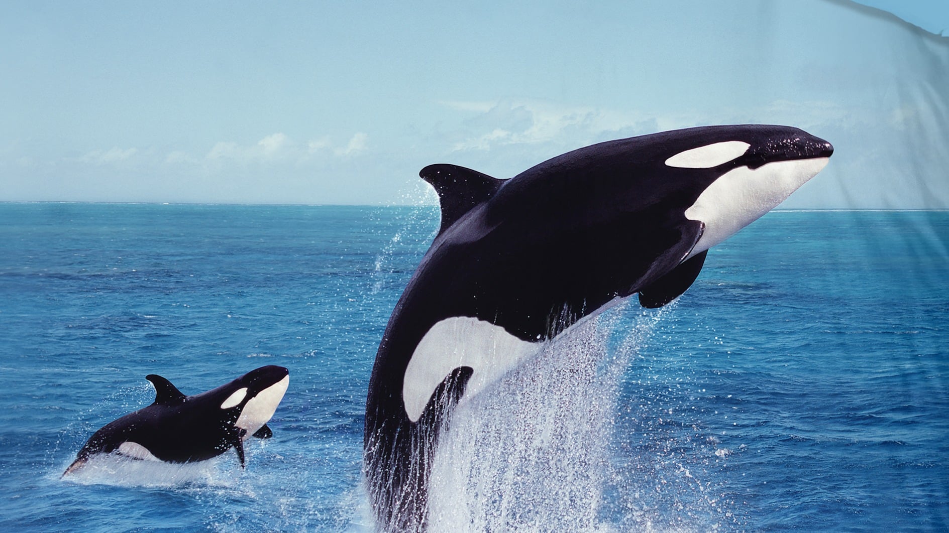 Dekbedovertrek Pure Orca - Blue detail