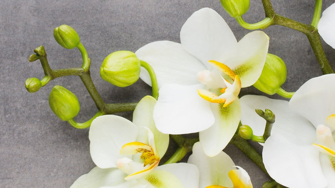 Dekbedovertrek Pure Sri - Grey detail